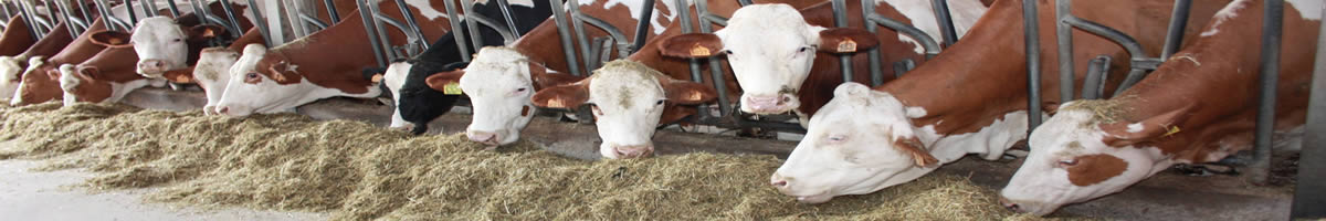 Anticalcare elettronico allevamento mucche stalla